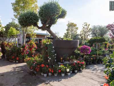 Entriamo nella prima e veniamo catapultati in uno spazio dove la natura sembra �inglobare� gli avventori al suo interno. Ci ritroviamo in un vero e proprio giardino nel quale spiccano un ulivo in un enorme vaso...